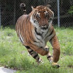 2011 Must Have #6 Analytics - W/Simple Examples and a Tiger